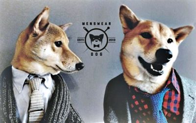　据美国媒体17日报道，美国纽约4岁柴犬Bodhi在纽约时尚圈非常有名