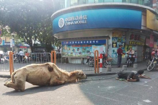 辟谣乞讨骆驼被砍腿：卧姿小腿向内对折易误会（图）